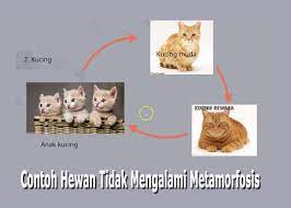 Sejumlah hewan mengalami fase metamorfosis, yakni perubahan bentuk dari telur, larva hingga menjadi bentuk dewasa dan sempurna. Contoh Hewan Tidak Mengalami Metamorfosis Terlengkap Dan Penjelasannya Ilmu Pengetahuan Alam Ipa