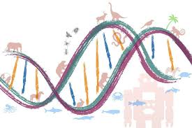 Dna Story The Structure And Function Of Dna