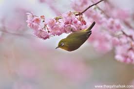 صور الطبيعة الخلابة بمناسبة دخول فصل الربيع Cherry Blossom Beautiful Birds Flower Photos