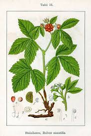 Image result for Rubus runssorensis