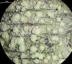 Image result for Eriosema flexuosum