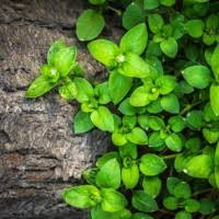 Donald "Donnie" Hann Obituary (1938-2025)