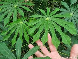 Image result for Manihot grahamii