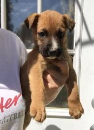 Unlike other dog breeds, german shepherds are extremely intelligent. Boxer German Shepherd Mix Puppies 8 Weeks Old For Sale In Tacoma Washington Classified Americanlisted Com