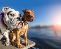And our blog post on a dog's. Top 15 Dog Friendly Hotels Lake Tahoe 2021 Boutique Travel Blog