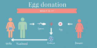 The sale of human eggs is forbidden. Egg Donation Everything You Need To Know Dunya Ivf Fertility Clinic