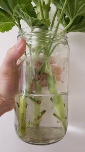 Image result for cuttings of geraniums