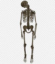 Gambar manusia tubuh manusia otak manusia manusia terbesar di dunia tulang manusia manusia aneh gambar mata manusia gambar rangka manusia logo manusia bumi manusia. Skeleton Hanged 1 Model Kerangka Manusia Png Pngegg