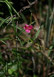 Image result for Sphenostylis