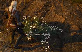 What does white gull do? Arenaria The Witcher 3