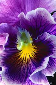 We did not find results for: A Mystical Shade Of Purple Flowers On A Beautiful Flower Can Completely Change The Look And Appeal Of Your Flowers Photography Purple Flowers Beautiful Flowers