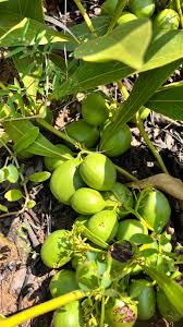 Image result for Pygmaeothamnus zeyheri