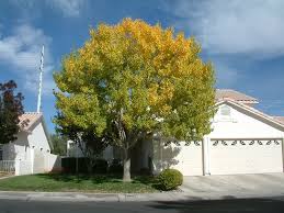 Image result for Fraxinus velutina