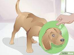 3 Ways To Stop Your Pet From Licking Lotions And Creams Wikihow