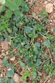 Image result for Corbichonia decumbens