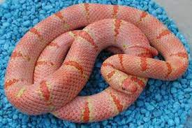 Pink Snake Pink Orange Snake Pink Snake Snake Cute Snake