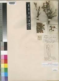 Image result for Dyschoriste tanganyikensis