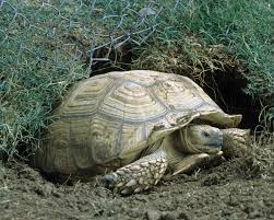 Image result for Grewia sulcata