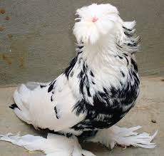 Pin By Xavier Retif On Pigeons Doves Pet Pigeon Pigeon Pictures Pigeon Breeds