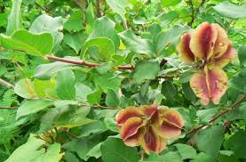 Image result for Combretum mkuzense