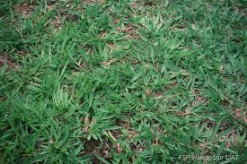 Image result for Urochloa dictyoneura