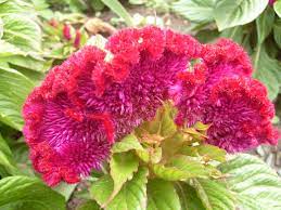 Celosia Argentea Flower Essence Best Flower Wallpaper
