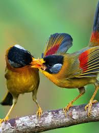 We did not find results for: Love Bird Wallpaper For Android Apk Download