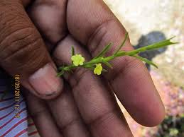 Image result for Striga asiatica