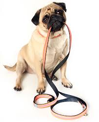 images?q=tbn:ANd9GcQYp6O91DvxOuutR5Wzbuz