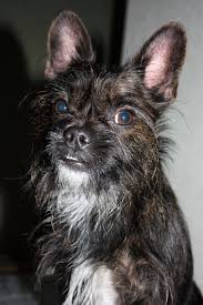 Introduction to the french bulldog poodle mix. French Bull Tzu Dog Breed Health Temperament And Puppies Petguide
