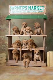 We have a litter with carm hatley we have a couple litter of english white labs coming up that we are taking deposits for. Balsam Branch Kennel Fox Red Lab Puppies For Sale Located In Balsam Lake Wisconsin