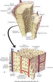 To know the architecture of compact and spongy (cancellous) bone. What Are Some Examples Of Cancellous Bone Example