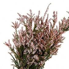 Calycina Heather White Flower Love Bridesmaids This Could Contrast The Green Nicely And Tie In The Pink For Your B Heather Flower August Flowers Flowers