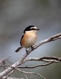 Beware slavic false cognates such as bulgarian пти́ца (ptíca), macedonian птица (ptica), russian пти́ца. Birdlife Cyprus To Gnwrizes Oti H Xaritwmenh Dakkannoyra Facebook