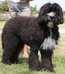 Black Bernese Mountain Dog Poodle Mix Pin By Monica De Jong On Kids Poodle Mix Bernedoodle Poodle Mix Breeds