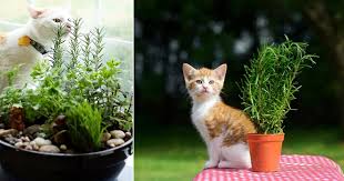 Lilies are particularly toxic to cats. Can Cats Eat Rosemary Is Rosemary Toxic To Cats