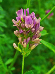 Image result for Medicago sativa