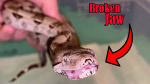 The jaws of the snakes are not fused together. Rescued Baby Boa With Broken Jaw And Popped Eye Youtube