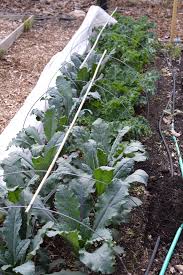 In this case, cabbage worms. How To Prevent And Get Rid Of Cabbage Worms Organically The Seasonal Homestead