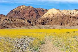 Death valley flowers in march. 15 Beautiful U S National Parks To Visit In March
