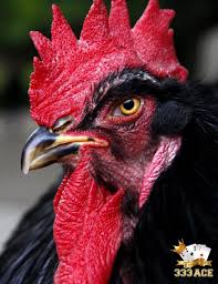 Beberapa gambar ayam sabung filipina | berbagai macam ayam. Pin Di Sabung Ayam Online