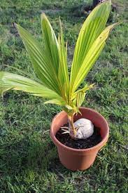 How To Grow Coconut Tree Growing Coconut Plant In Pot Everything About Garden Plants Potted Trees Growing Bulbs