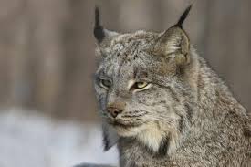 The current developmental version(2.8.9) is also available for testing. Creature Feature Canada Lynx Natural Resources Council Of Maine