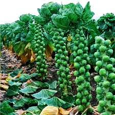 Check spelling or type a new query. Are Brussels Sprouts Really From Brussels Home And Garden Victoriaadvocate Com