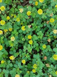 Image result for Trifolium
