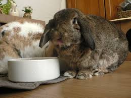 L Eau La Boisson Des Lapins La Dure Vie Du Lapin Urbain Lapin Habitat Du Lapin Lapin De Compagnie