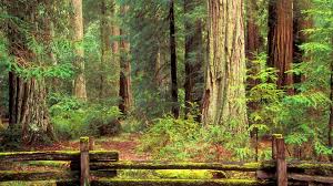 Forest landscape wallpaper landscape nature. 34 Redwood Forest Hd Wallpaper On Wallpapersafari