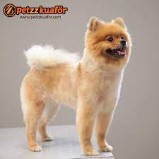 petzzkuafor adli kullanicinin dog s panosundaki pin kopek poodle kedi kopek