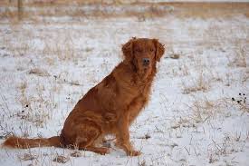 They are registered with akc. Golden Retriever History Natural History