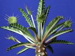Image result for Dorstenia